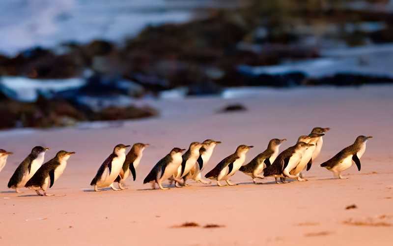 Phillip Island Penguin Parades